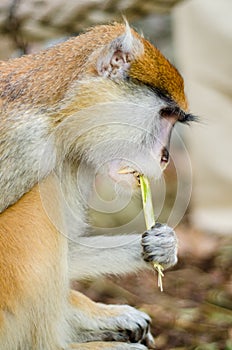Patas Monkey photo