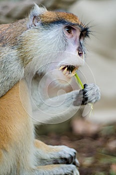 Patas Monkey photo