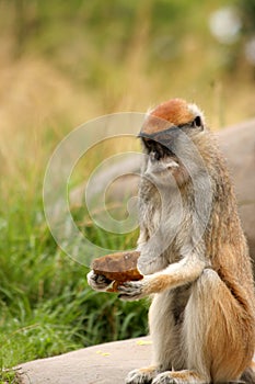 Patas Monkey Eating photo