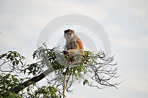 Patas monkey, Erythrocebus pata, looking around in Murchison Falls NP, Uganda