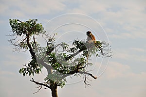 Patas monkey, Erythrocebus pata, looking around in Murchison Falls NP, Uganda photo