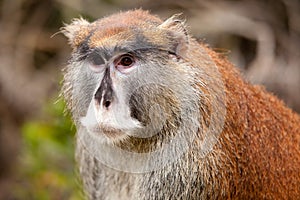 Patas Monkey (Erythrocebus patas) photo