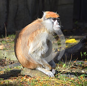 The patas monkey Erythrocebus patas