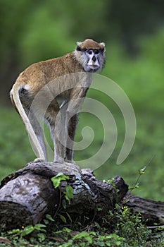 Patas Monkey, Erythrocebus patas