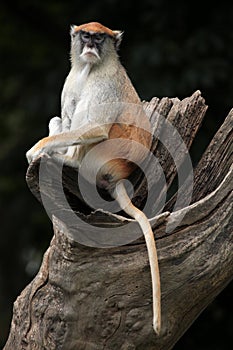 Patas monkey (Erythrocebus patas). photo