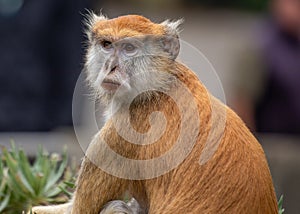 Patas Monkey (Erythrocebus patas) in Chad