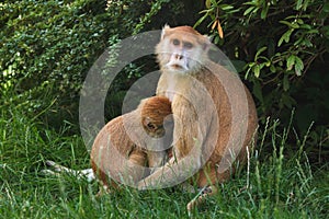 Patas monkey Erythrocebus patas photo