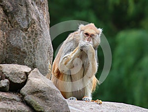 Patas monkey Erythrocebus patas sitting on rock eating photo