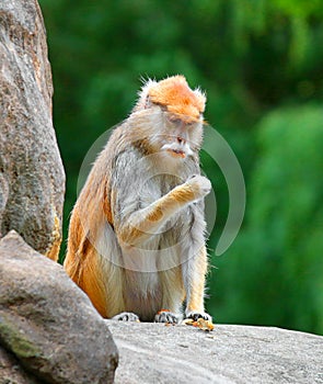 Patas monkey Erythrocebus patas sitting on rock eating photo