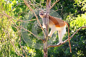 Patas monkey Erythrocebus patason tree