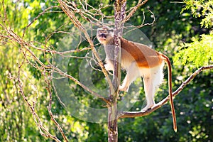 Patas monkey Erythrocebus patason tree photo