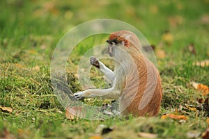 Patas monkey juvenile photo