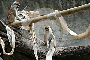 Patas Monkey Playing