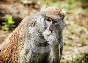 Patas monkey portrait, animal scene photo