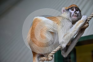 Patas monkey portrait mammals animals zoo