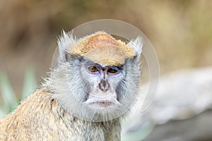 Patas Monkey Portrait