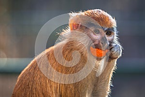 Patas monkey portrait
