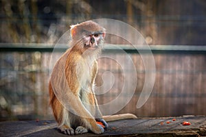 Patas monkey portrait