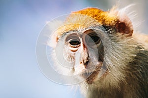 Patas monkey portrait