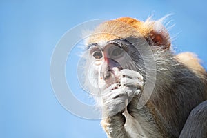 Patas monkey portrait