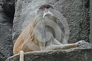Patas monkey sitting on a rock