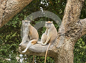 Patas Monkey in zoo