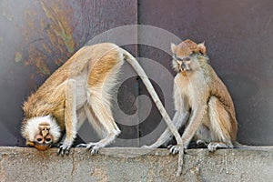 Patas monkeys photo