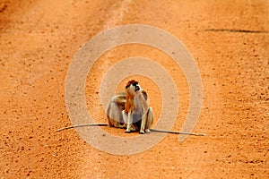 Patas Monkeys on a Dirt Road photo
