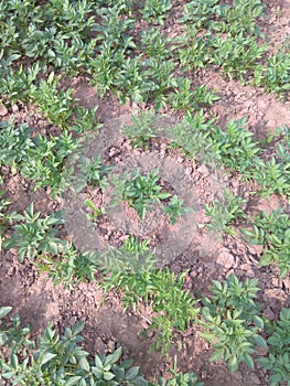 Patato plant agriculture field farmer