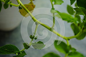 Patato plant close up capsicum annuum