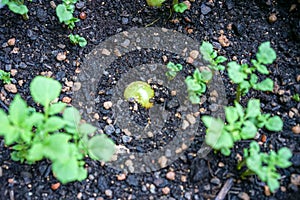 Patato vegetable plant growing in humid earth