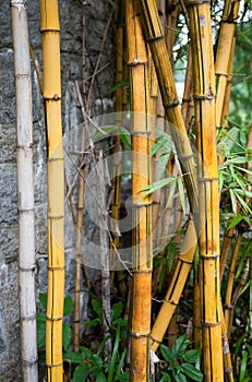 Patch of Bamboo Plants