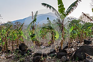 Patch of banana plants on Ometepe island, Nicarag