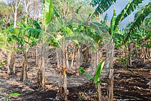 Patch of banana plants on Ometepe island, Nicarag