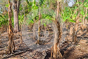 Patch of banana plants on Ometepe island, Nicarag