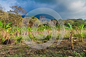 Patch of banana plants on Ometepe island, Nicarag