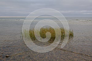 Patch of beach grass during high tide on the cape