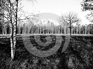 Patch of birch trees black/white zoomlevel 1
