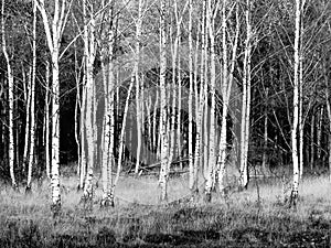 Patch of birch trees black/white zoomlevel 4