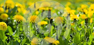 A patch of blooming dandelions