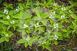 Bunchberry Patch