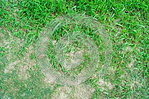 A patch is caused by the destruction of fungus Rhizoctonia Solani grass leaf change from green to dead brown
