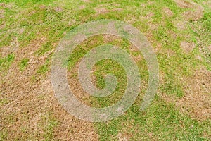 A patch is caused by the destruction of fungus Rhizoctonia Solani grass leaf change from green to dead brown in a circle lawn.