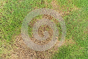A patch is caused by the destruction of fungus Rhizoctonia Solani grass leaf change from green to dead brown in a circle lawn text