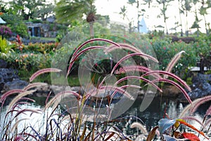 Patch of colorful grass flowers in a landscaped garden