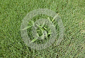 Crabgrass weed in a lawn photo