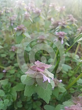 Patch of dead-nettle plants