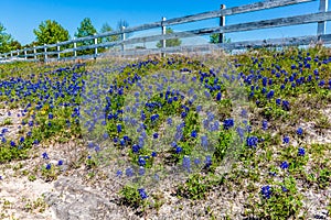 A Patch of the Famous Texas Bluebonnet Wildflowers