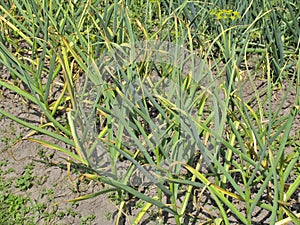 Patch with garlic. Growing garlic in garden