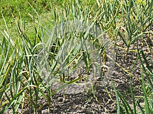 Patch with garlic. Growing garlic in garden